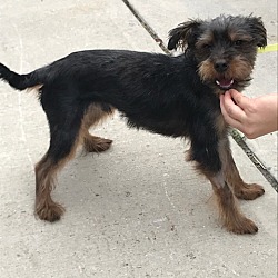 sonny's yorkie rescue shelter