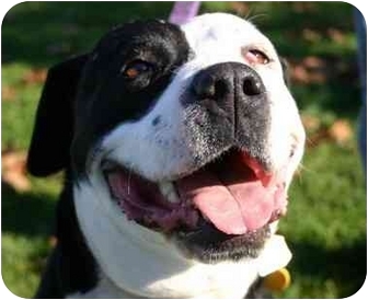 swiss mountain dog pitbull mix