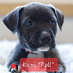 Thumbnail photo of Kani "Roll" the Shepherd Mix #3