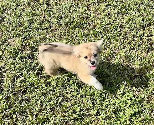 ocala, FL - Pomeranian/Chihuahua. Meet Piper a Pet for Adoption ...