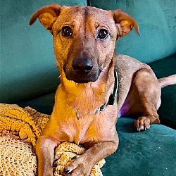 Photo of Dodger *URGT* NEEDS IMMED FOSTER