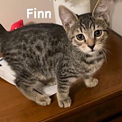 Thumbnail photo of Finn #2