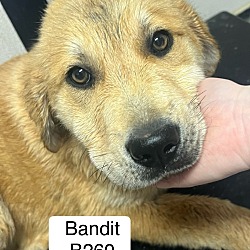 Photo of Bandit B260
