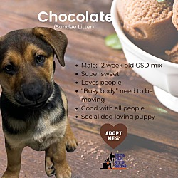 Thumbnail photo of Sundae Puppy - Chocolate #1