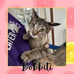 Thumbnail photo of Bobbiti #2