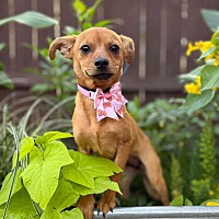 adopt a pet