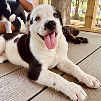 adopt a pet