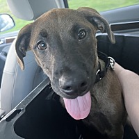 adopt a pet