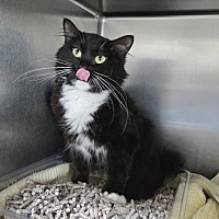 adopt a pet