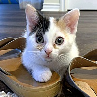 adopt-pet