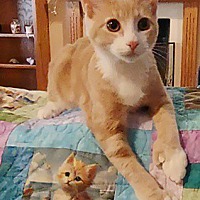 adopt a pet