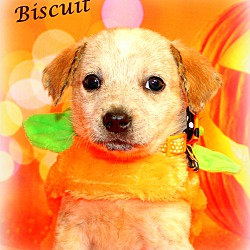 Thumbnail photo of Biscuit~adopted! #1