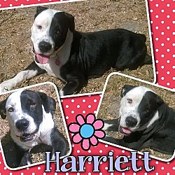 Photo of Harriett the Dog