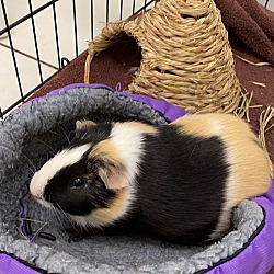 Thumbnail photo of Kimchi and Willow GUINEA PIGS #3