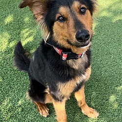 Photo of Baloo