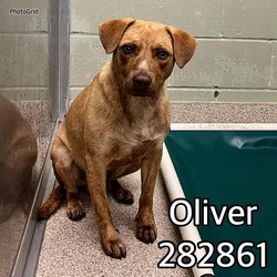 Photo of OLIVER