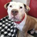 Adopt a Pet :: GEMMA - Tucson, AZ -  American Pit Bull Terrier