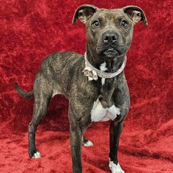 Photo of Erie - $50 Bissell Sponsored Adoption Fee!