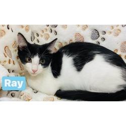 Thumbnail photo of Ray #2