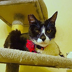 Thumbnail photo of Kitty Tux #1