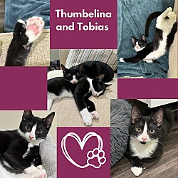 Thumbnail photo of Thumbelina and Tobias - Polydactyl duo! #1