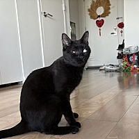 adopt-pet
