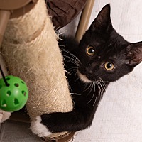 adopt a pet
