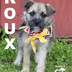Thumbnail photo of Roux #4
