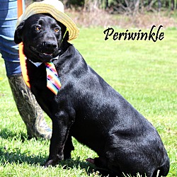 Thumbnail photo of Periwinkle ~ meet me! #3