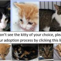 adopt-pet