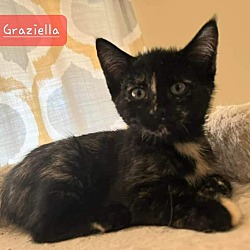 Thumbnail photo of Graziella #4