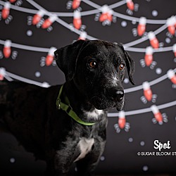 Photo of Spot