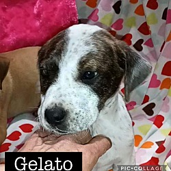 Thumbnail photo of Gelato #1
