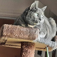 adopt-pet