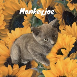 Photo of Monkeyjoe