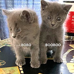 Photo of Bobo and Booboo (brothers)