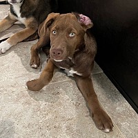 adopt a pet