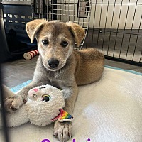 adopt a pet