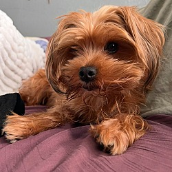 Yorkie Ranger Ivanhoe, CA - Yorkie, Yorkshire Terrier. Meet Ranger + Rex a Pet for ...