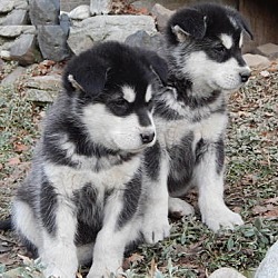 Photo of Alaskan Malamute pups
