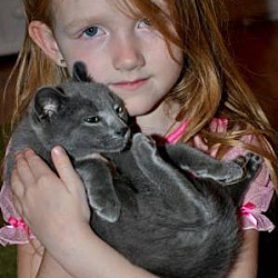 Thumbnail photo of Silverado (Russian Blue kitten #2