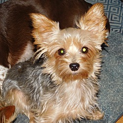 Thumbnail photo of Millie ~foster to adopt~ #1