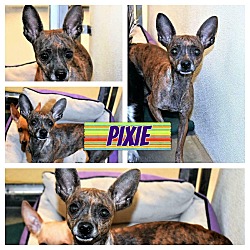 Thumbnail photo of PIXIE #4