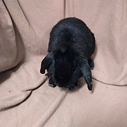 Thumbnail photo of Hoppy #1