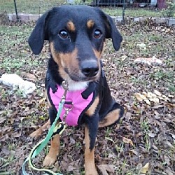 Photo of Lola aka Blackie