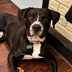 Photo of Scrappy