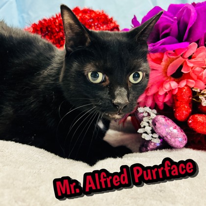 Photo of Mr. Alfred PurrFace