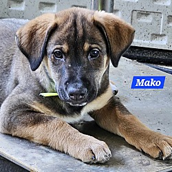 Thumbnail photo of Mako (PUPPY) #3