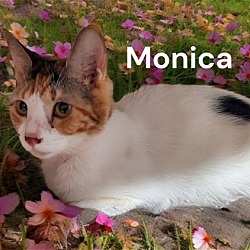 Thumbnail photo of Monica #2