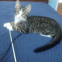 adopt a pet